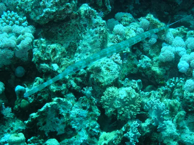 Mysterious Deep-Sea Creature Employs Tooth-Laden Forehead Club for Mate Capture During Intimate...