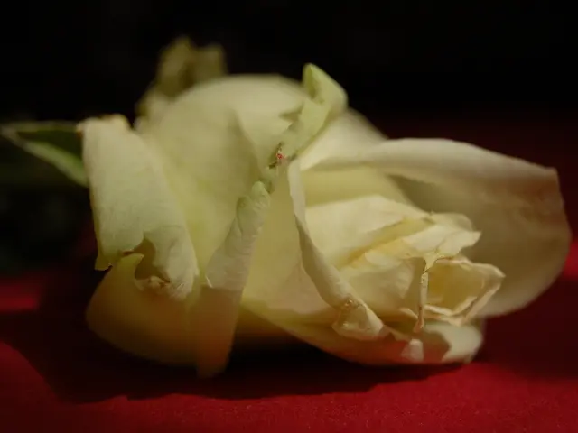 Maddie Ziegler and Millie Bobby Brown made a joint appearance on the 2017 Teen Choice Awards red...