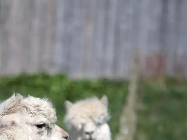 Starting in 2027, farmers will only require a single antibiotic notification