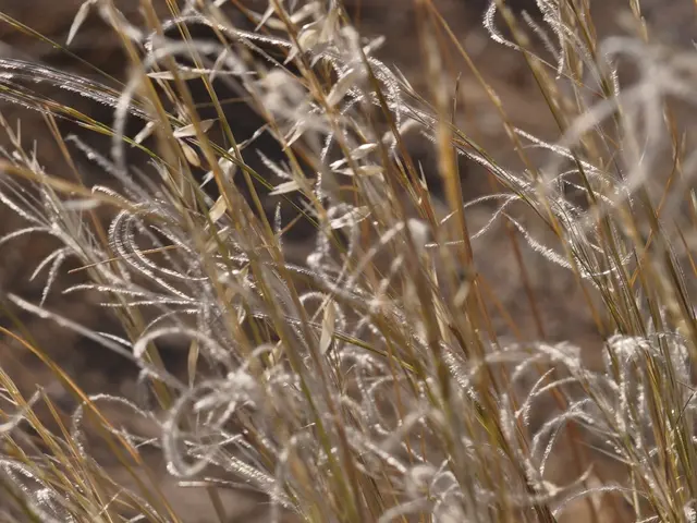 Farmers completing their cereal harvests: Counting completed