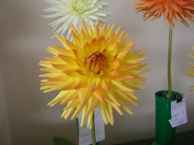 Top Picks for Indoor Plant Accessories: Planters, Pots, and Stands