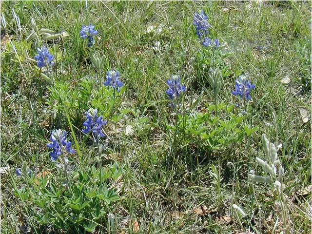 Planting the Ideal Spring Bulbs: Timing, Location, and Varieties