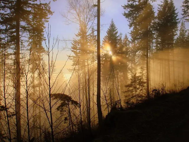 Techniques for Cultivating Russian Sage: A Comprehensive Guide