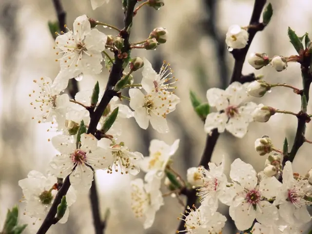 Sumac Cultivation and Expansion Strategies