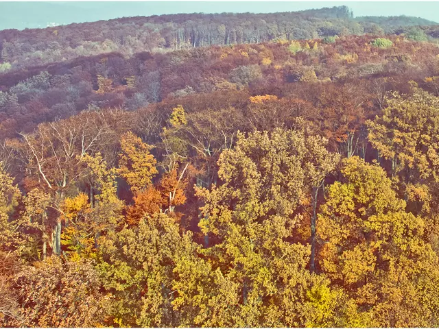 Easy-to-care-for hedge plants that excel in neglected environments, according to gardening...