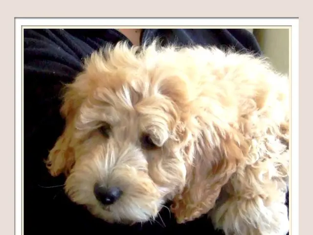 Man Harasses Pregnant Woman Demanding Return of His Pet Dog, Police Intervene