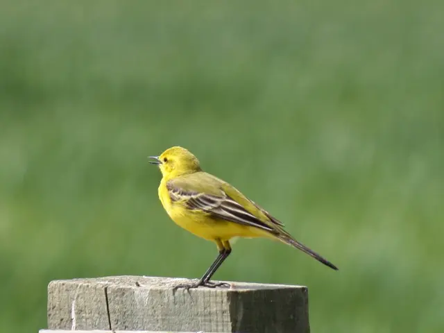 CRISPR as a Potential Solution for Wildlife Health Issues