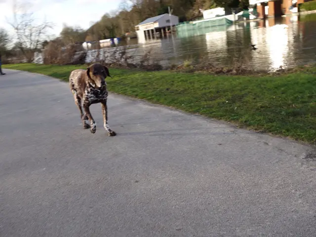 Restored Grave and Garden of Railway Canine Companion Annie at City's Transportation Hub