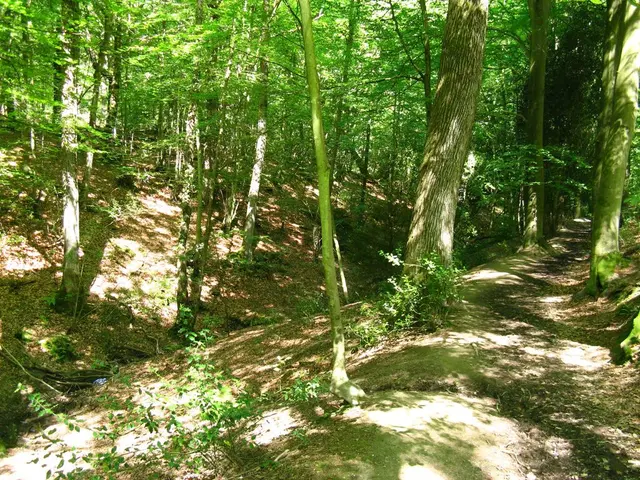 EU forests failing to absorb sufficient carbon, jeopardizing European Union's climate goals