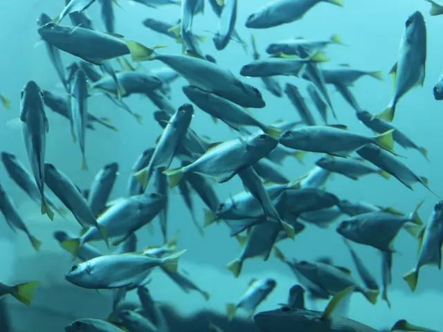 Fish Habitats in the Wupper River Protected by Wupperverband