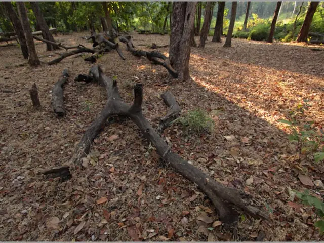 Importance of Organic Elements in Bonsai Soil for Plant Health and Fertility Maintenance