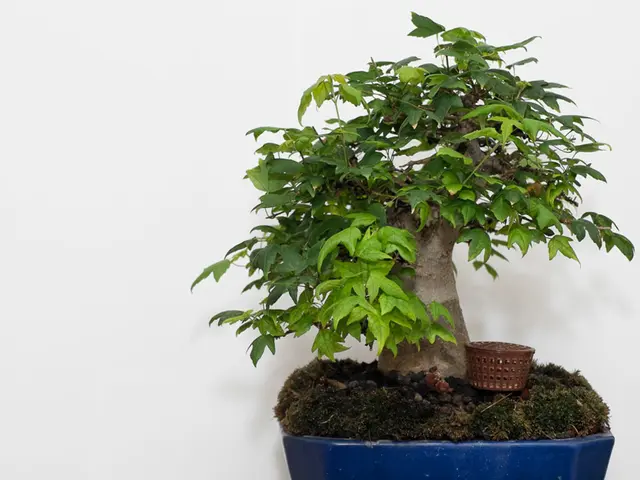 Selecting Appropriate Bonsai Nutrition: Considering Tree Species and Developmental Phase