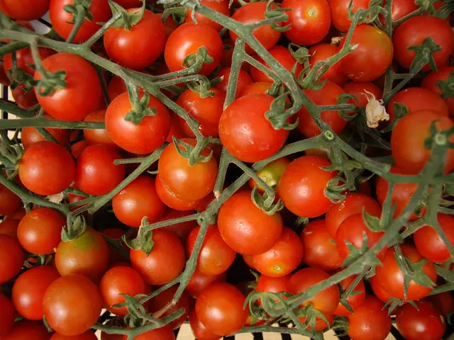 Cultivating home-grown tomatoes: A guide for pruning