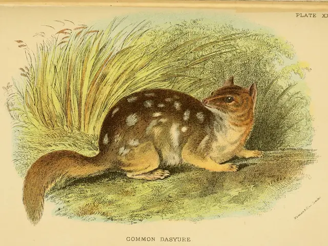 Collection of Squirrel Decals and Images