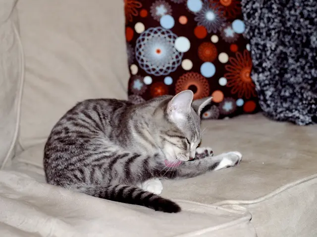 Approximate Age of Domestic Cats: Exploring Cat Lifespans