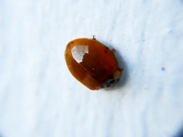 Google resolves Pixel 10 screen snow issue in September update, providing these key details.