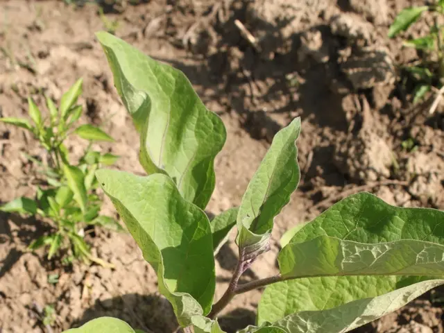 Clue to Atmospheric Presence on Exoplanet Similar to Earth: Discovery of Potential Atmosphere...