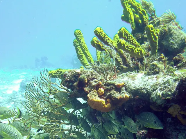 Discoveries of Submerged Vessels, Unearthly Organisms, and Research Led by Archaeologist Robert...