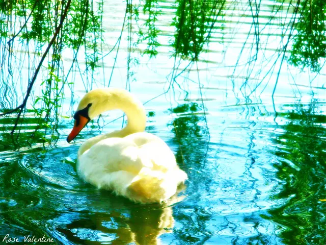 Protected Species Status for Chickens Debated