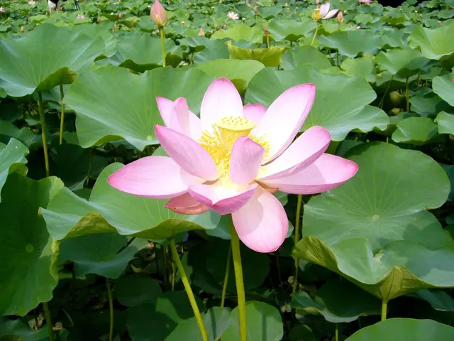 Nuclear-made Pink Hydrogen Gaining Attention as a Significant Player in the Hydrogen Market - CNBC...