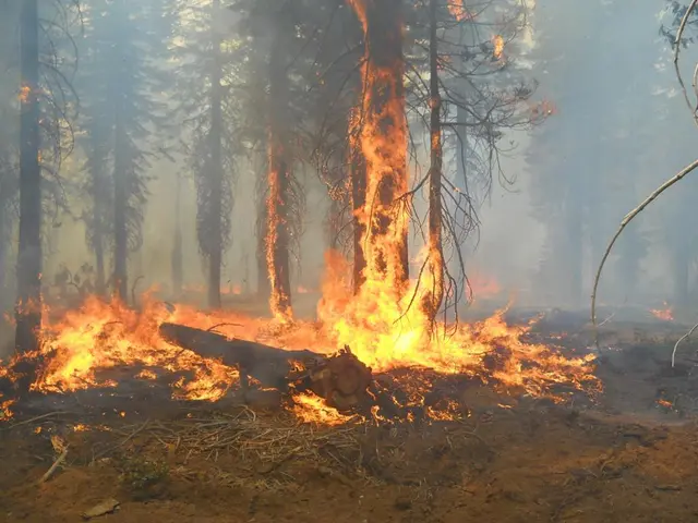 Giant Trees Engulfed by Fire?
