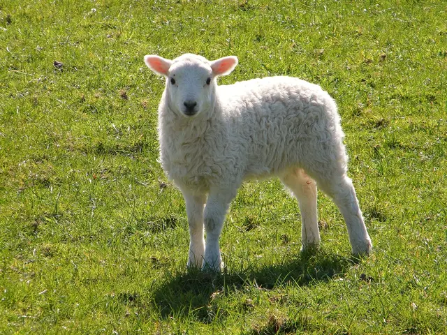Animals Equipped Mower: 400 Sheep Trim Thick Blackberry Underbrush Successfully