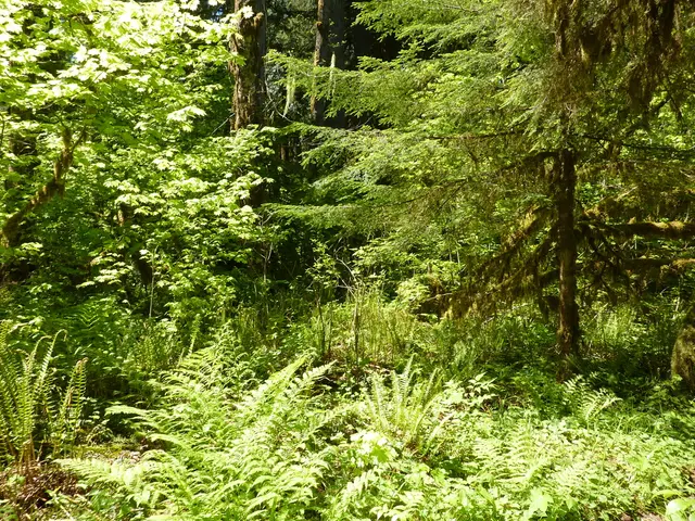 Red Dwarf Systems Habitability - Definition and In-Depth Discussion - Astrobiology Vocabulary