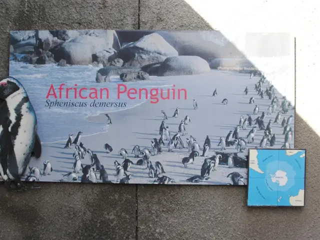 In this image I can see few penguins,water and few rocks on the board. I can see a blue and white...